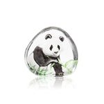Panda eating Bamboo | 33937 | Maleras Crystal Decor