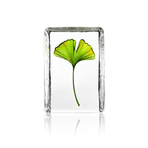 Ginkgo   | 34213 | Maleras Crystal Decor