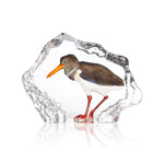 Oystercatcher    | 34271 | Maleras Crystal Decor