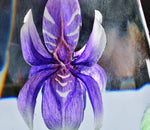 Lily (Purple)